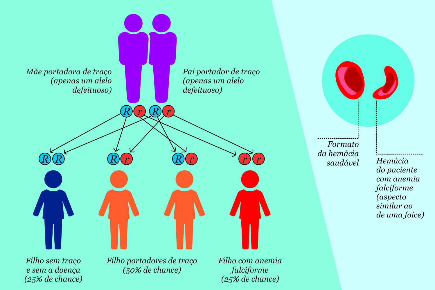 Hereditariedade do traço falciforme e como a doença altera a forma das hemácias (Infográfico: Marcilio Costa - Ascom/UFS)