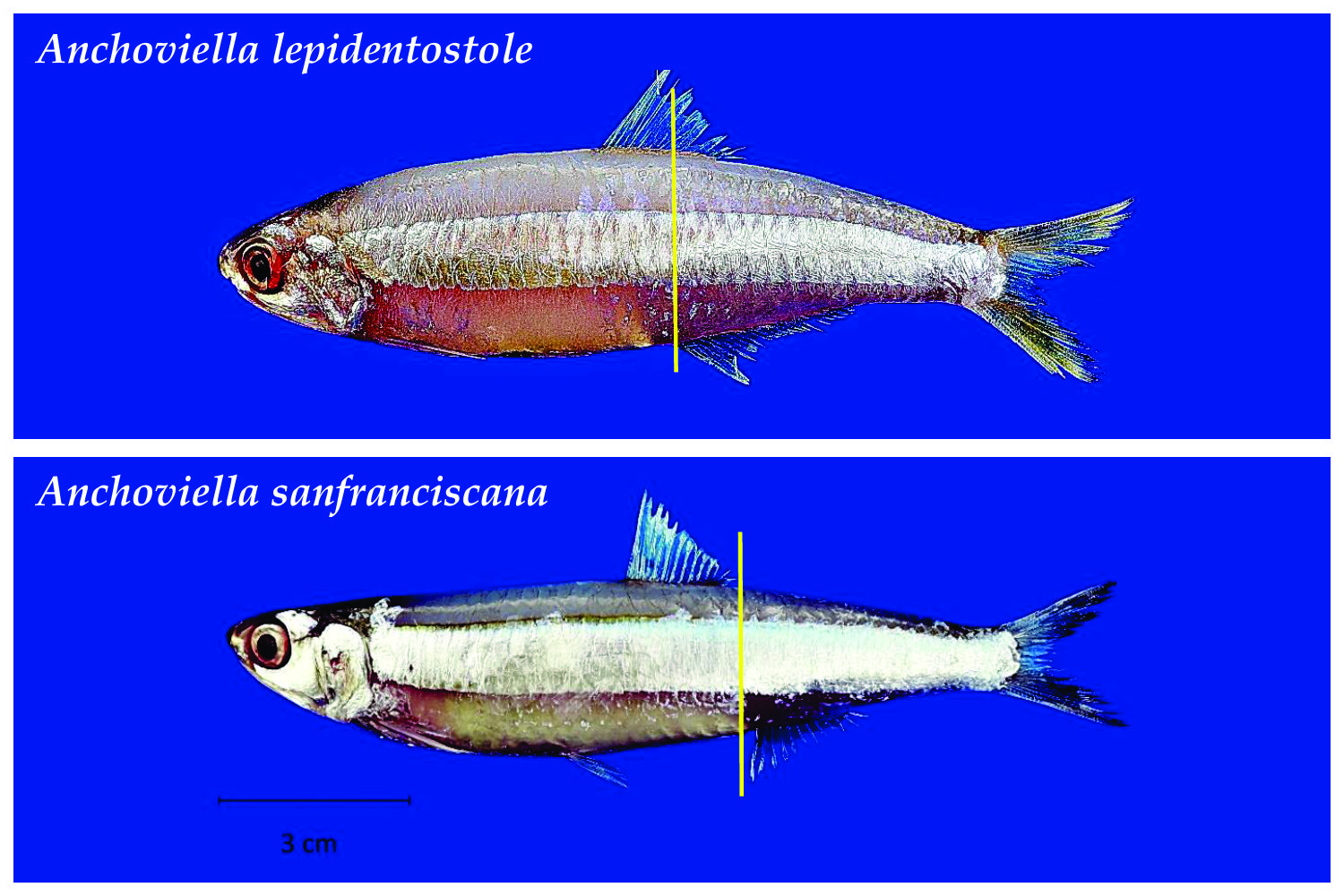 Distância entre as nadadeiras dorsal e anal diferencia a pilombeta-pau da pilombeta-branca (Anchoviella lepidentostole) - Fonte: trabalho dos autores
