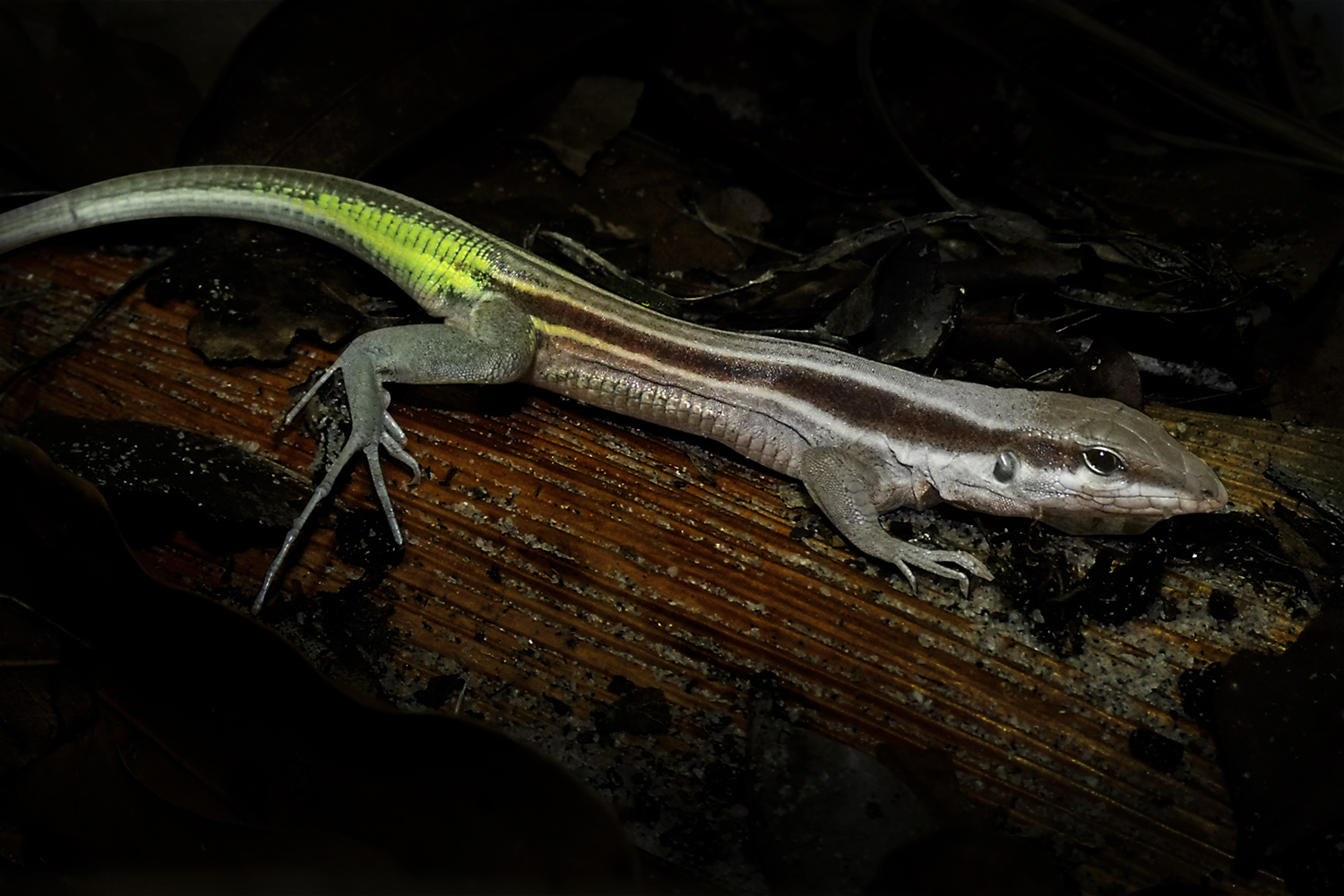 O nome 'Glaucomastix itabaianensis' é uma referência à Serra de Itabaiana, o habitat do lagarto descoberto (Foto: divulgação)
