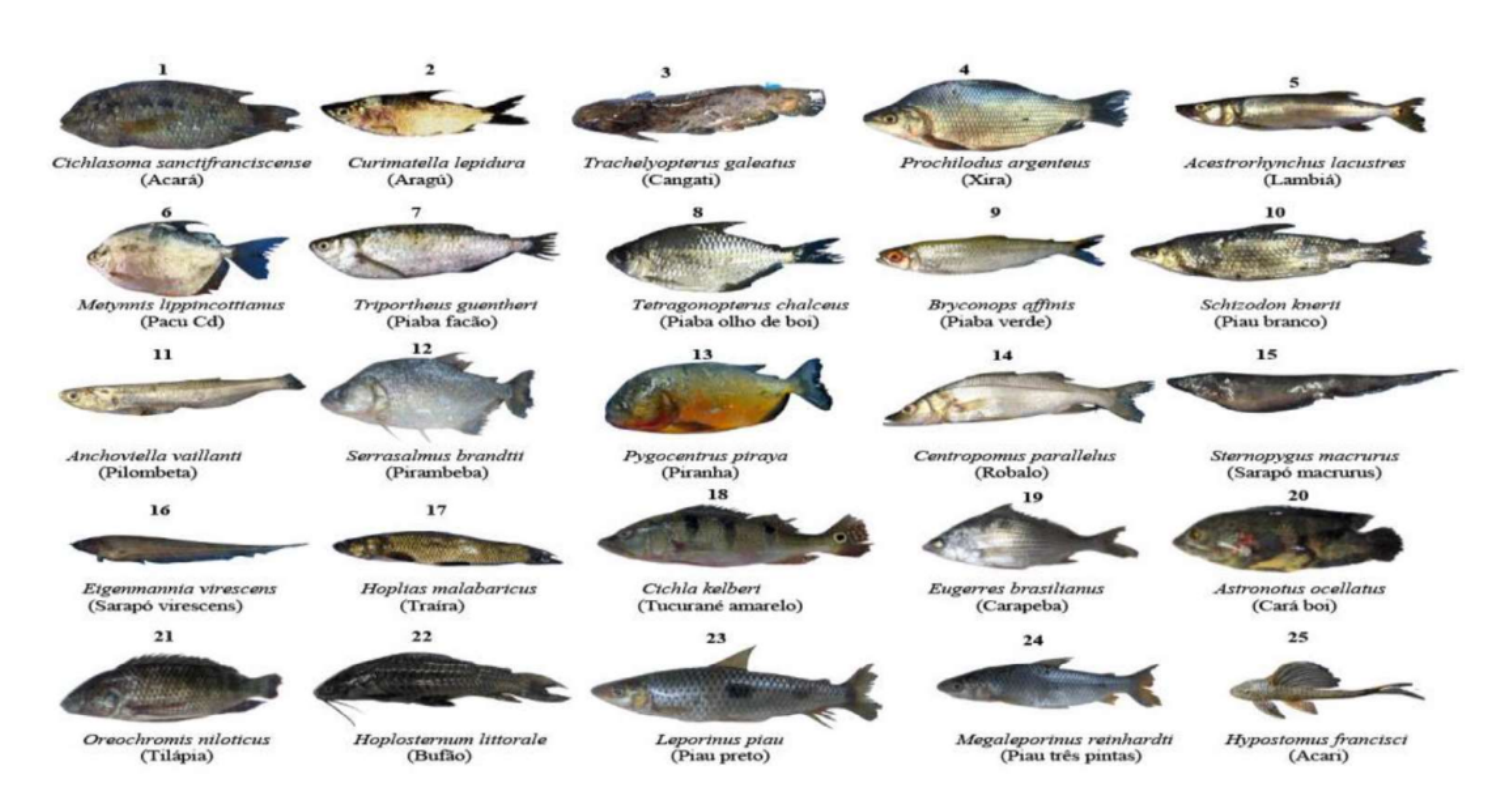 Levantamento identificou 25 espécies de peixes na região ribeirinha. Foto: Reprodução/Érica Alves